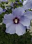 Hibiscus syriacus Oiseau Blue1